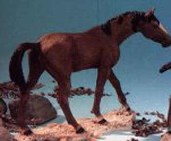 Cavallo in piedi marrone cm. 17,5 x 13